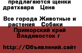 предлагаются щенки дратхаара › Цена ­ 20 000 - Все города Животные и растения » Собаки   . Приморский край,Владивосток г.